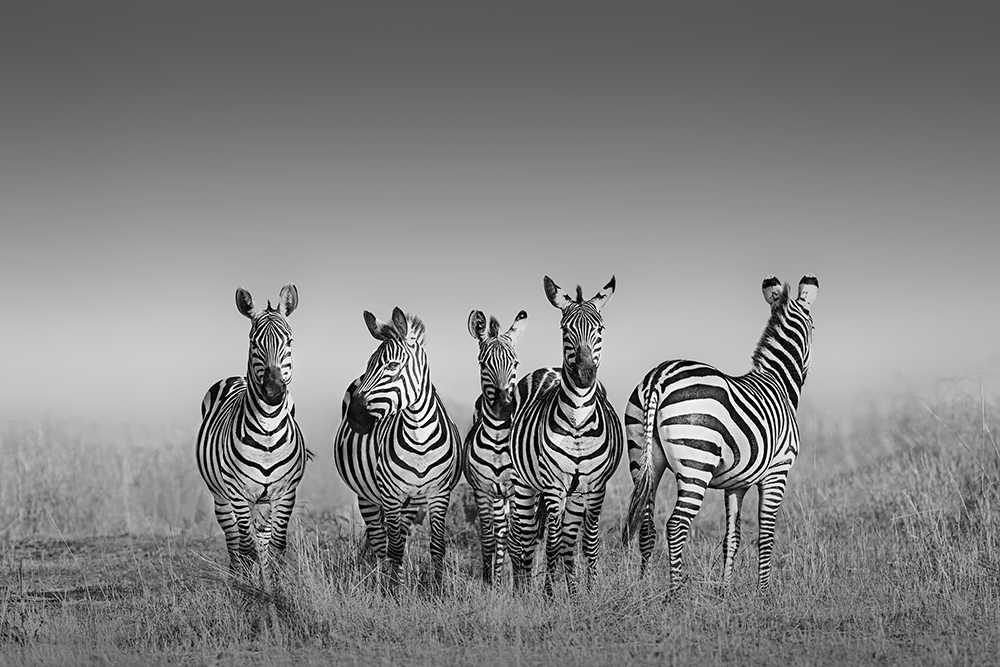 Zebra at Masai Mara