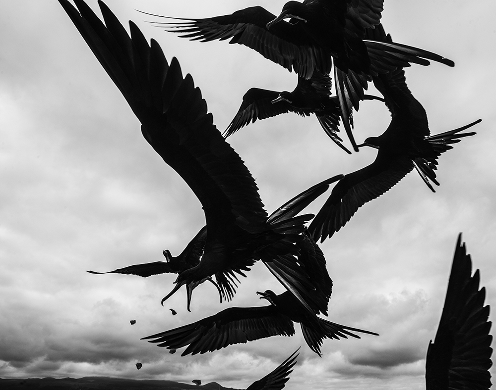 Magnificent Frigatebirds fighting for food.