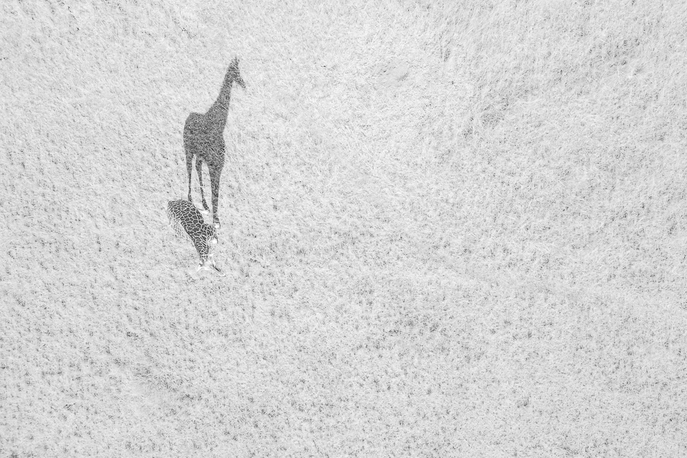The Shadow Giraffe