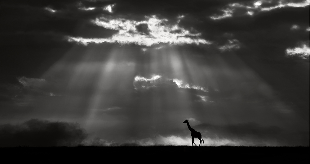 Giraffe at sunrise in the  Masai Mara plains