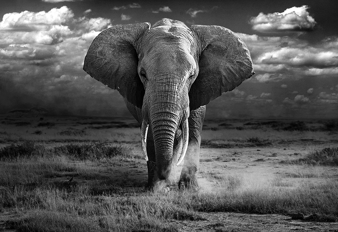   African elephant