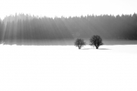 two lonely trees 