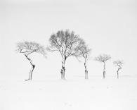Baobabs in the snow