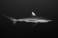 shark extrapolation 