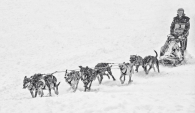Dogs Battling Through the Snow