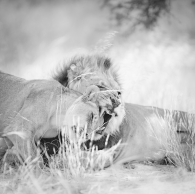 kalahari lions love