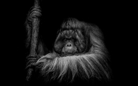 Orangutan Senior