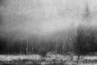 Birch in Mist