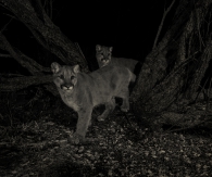 Cougar Twins