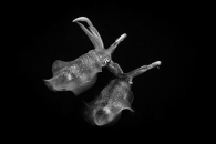 Couple squids