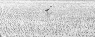 Bird in the middle of the field