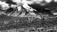 the march of the guanacos