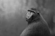 Human gaze of a primate