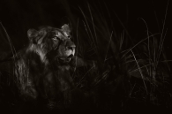 Night lion