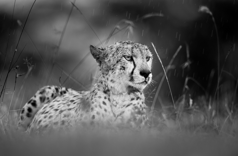 Resting Cheetah in the rain