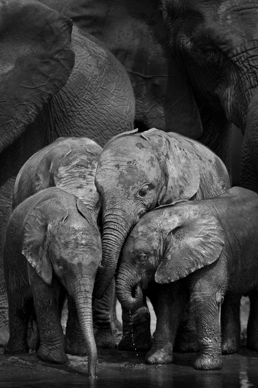 Elephant Kindergarten