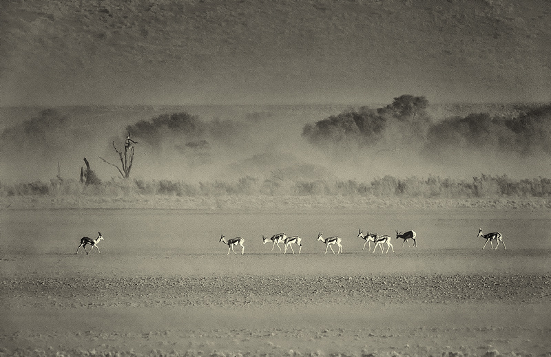Springboks in sandstorm
