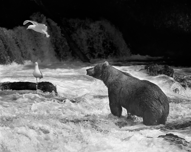 Brown Bear and Gull, Brooks Falls, Alaska