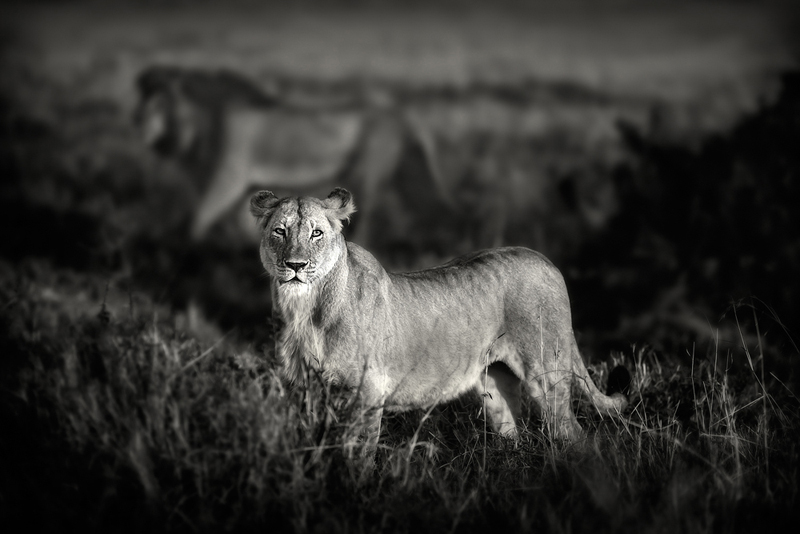 Lions of the Mara