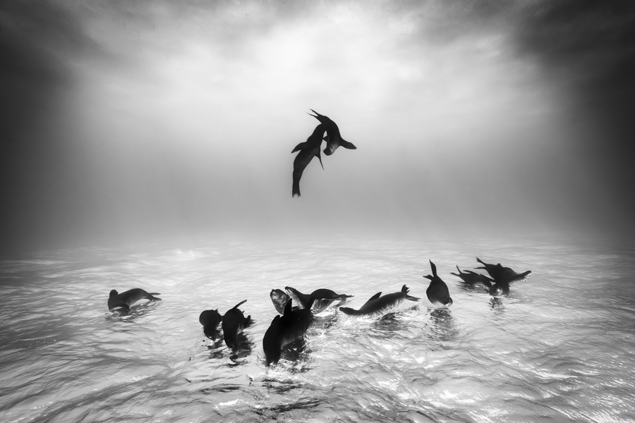 Sea Lions at Espiritu Santo