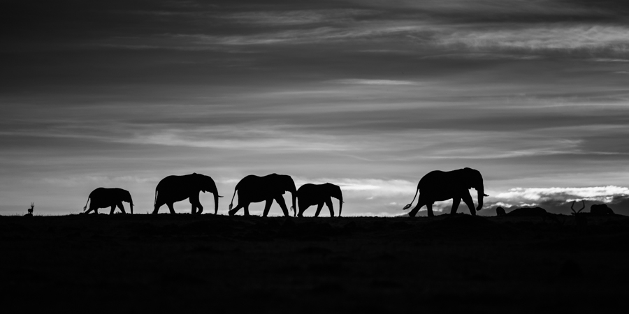 Dawn of the elephants