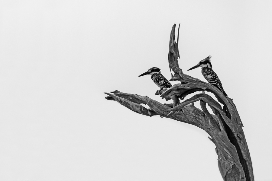 Hand of pied kingfishers