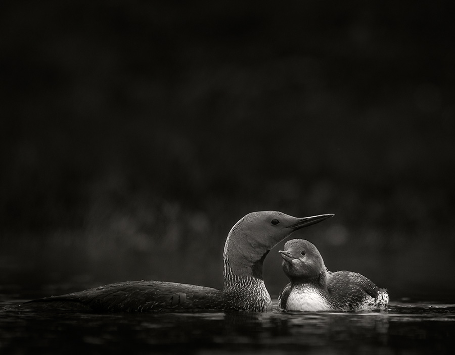 Red-throated diver and chick