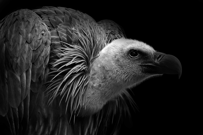 Vulture portrait