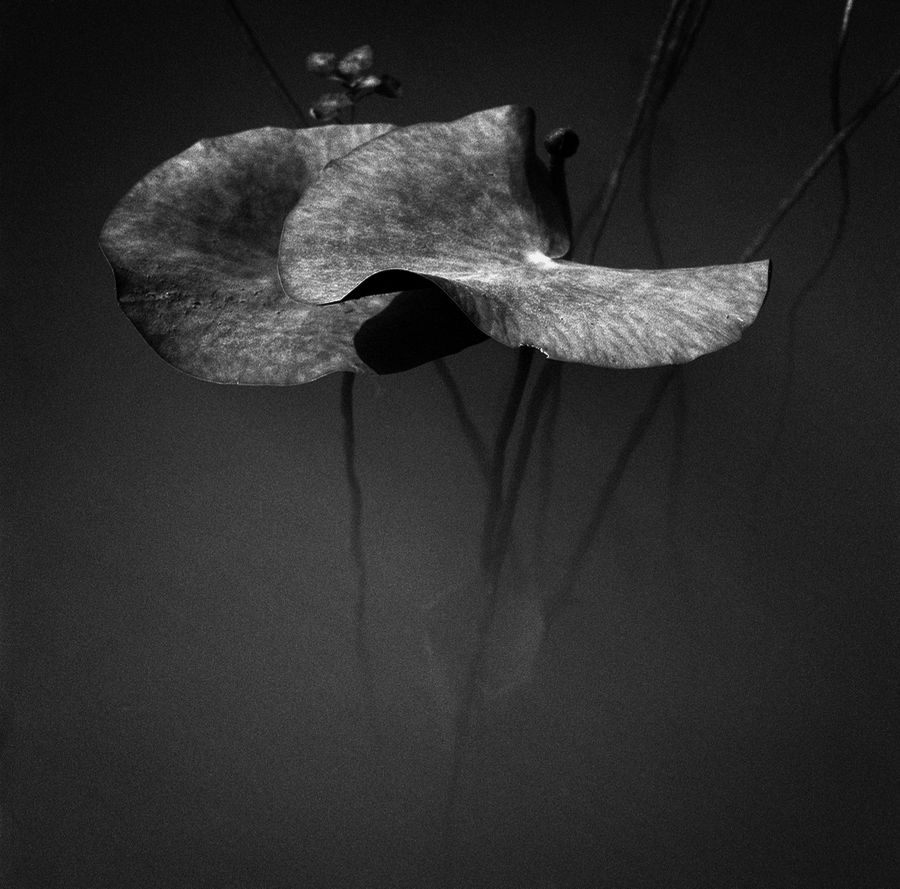 underwater lilly