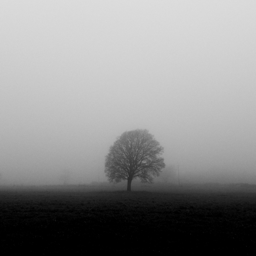 tree and fog