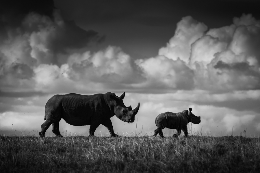 Rhinos and clouds