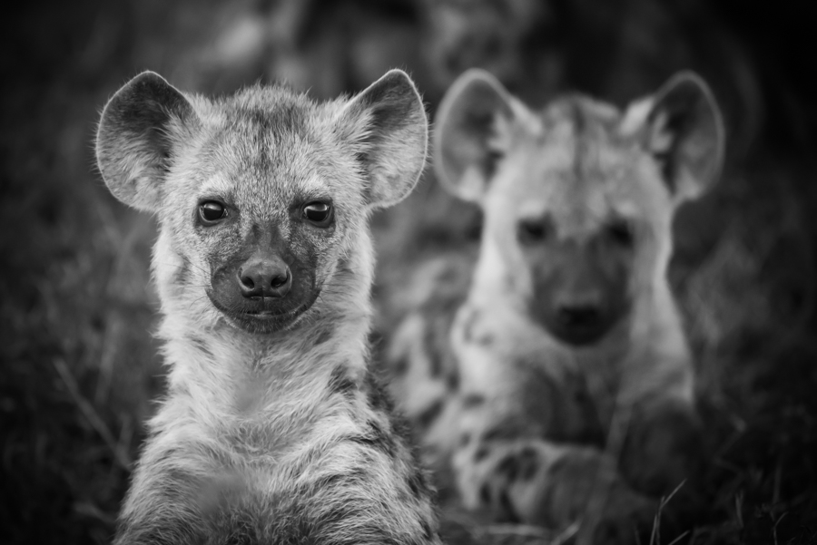 Hyenas'echo