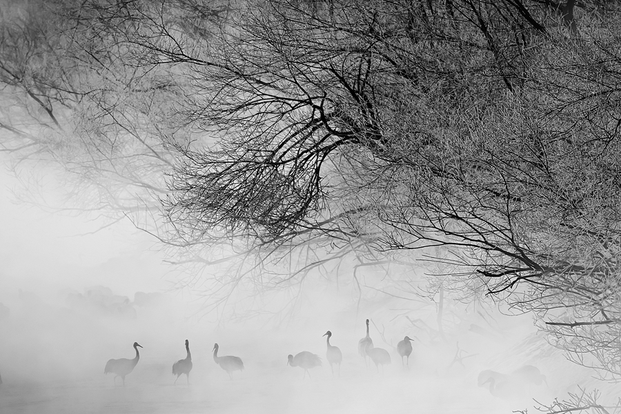 Cranes in the mist