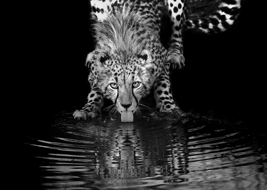 Young cheetah drinking