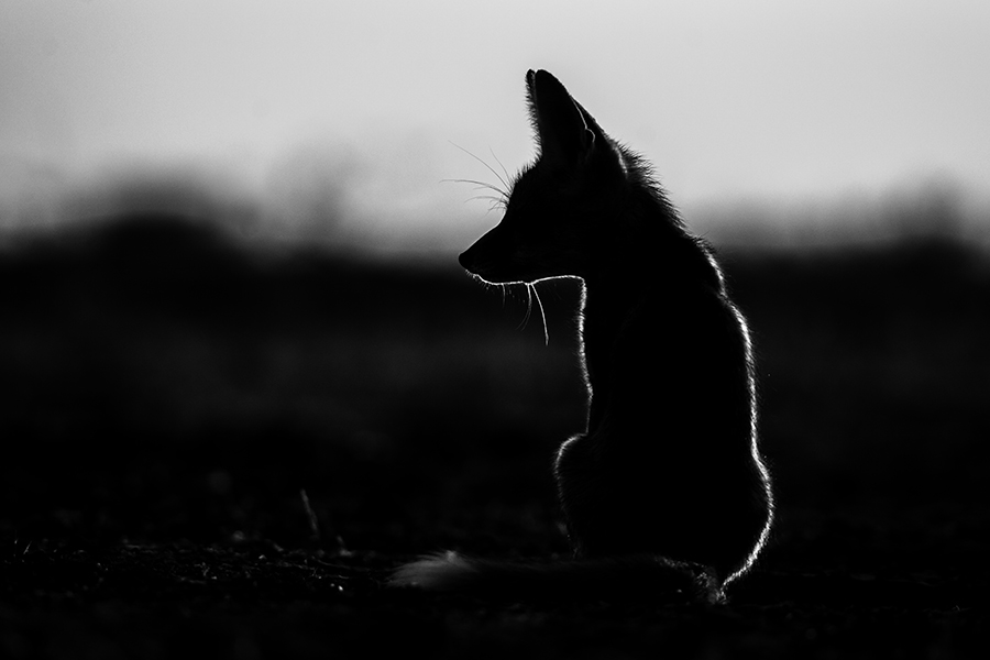 Portrait of a Desert Fox