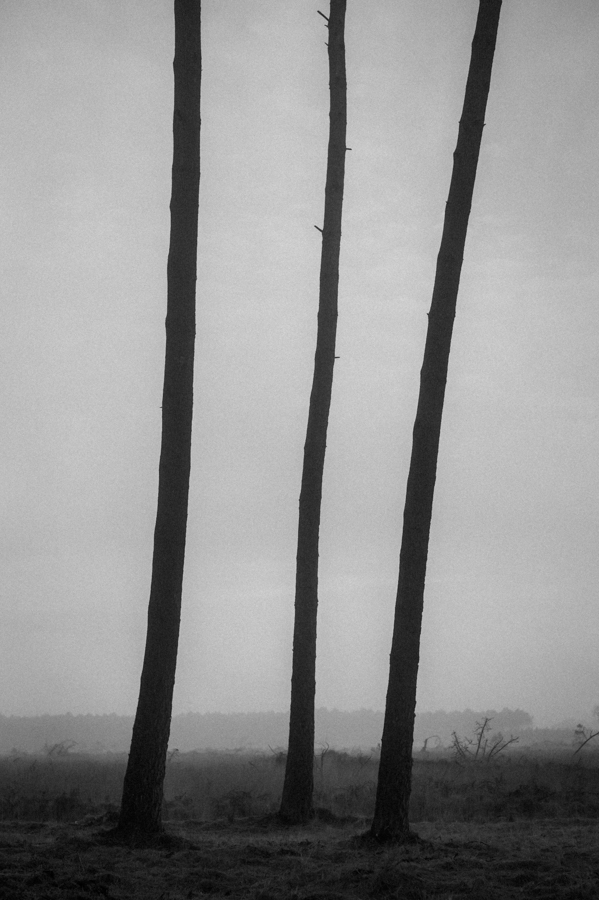 Three pines