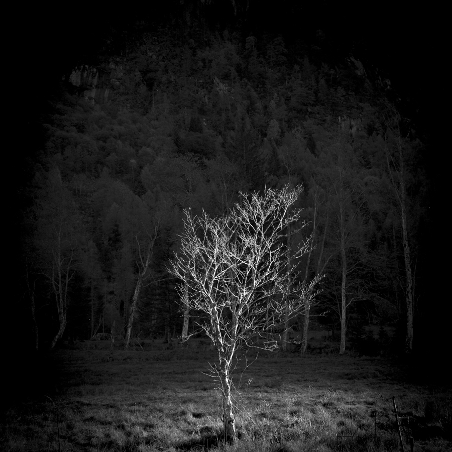 Trees from the darkness #7