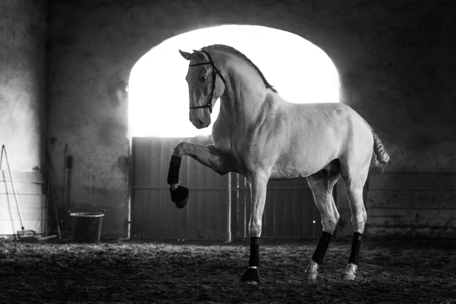 Lusitanos horses stud in the South of France