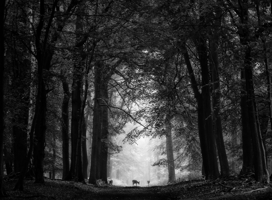 Deer on the path