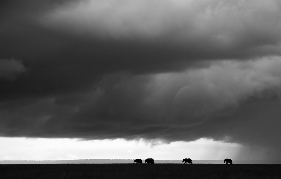 Elephants under thunder skies