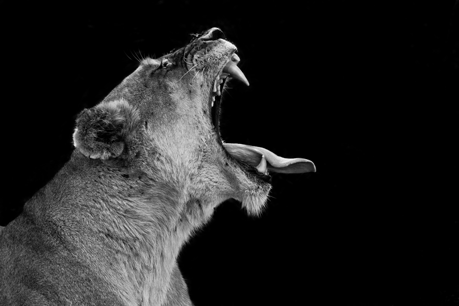 A yawning Queen, portrait of a lioness in the wild, Tanzania