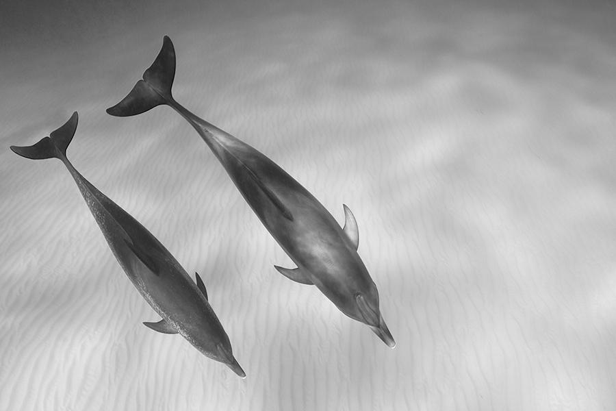 Atlantic Spotted Dolphin Pair