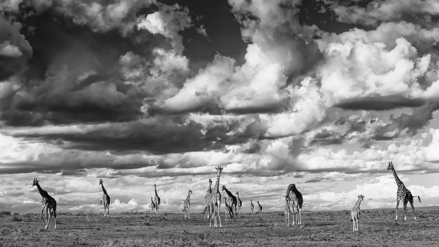 giraffes under a stormy sky
