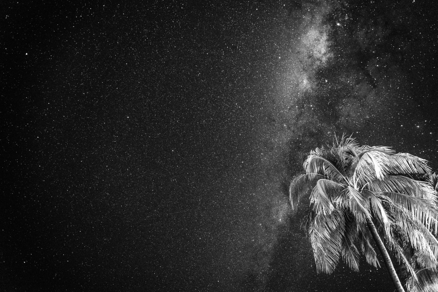Milky Way & Palm Tree