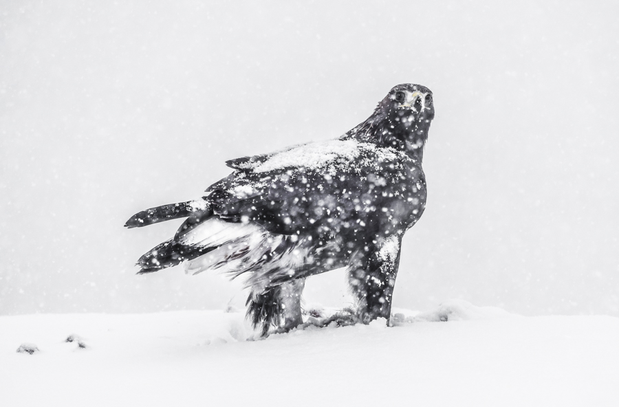 Golden eagle in snow