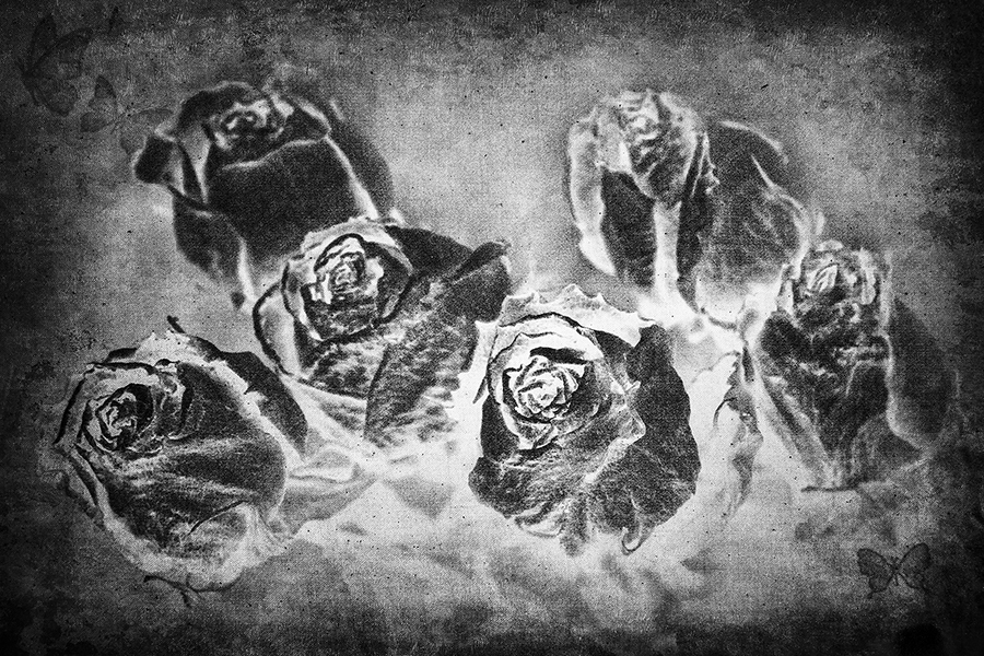 Dried Roses 