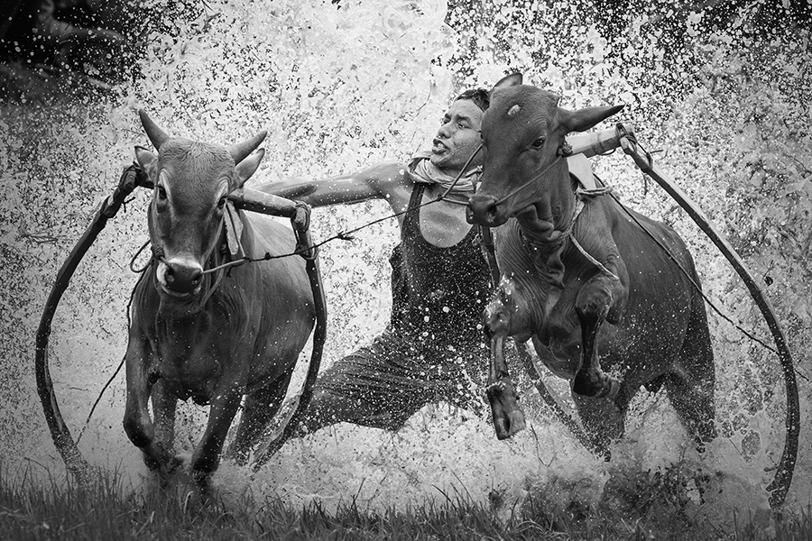 bull race