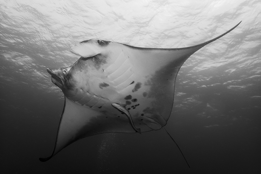 Manta ray encounter