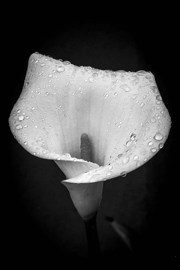 Dew Covered Lily