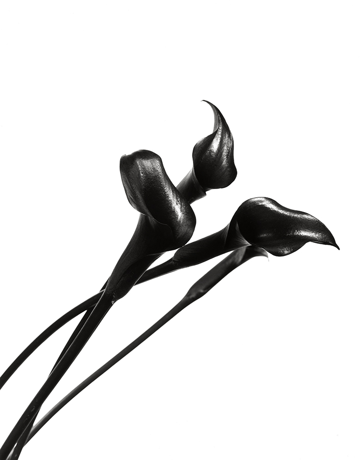 Elegance Calla Lys Noir 2